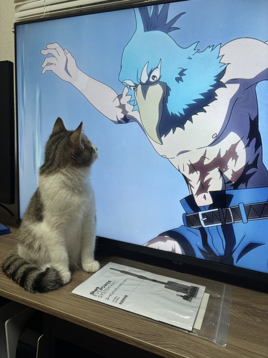 猫がいる暮らし