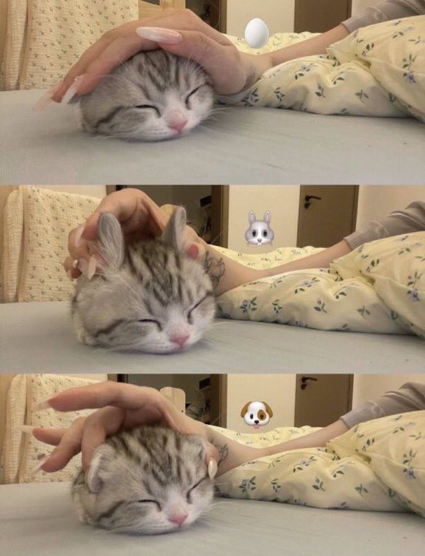 猫しか勝たん tweet media