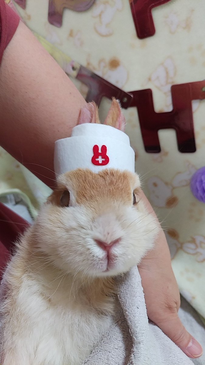 チビ太(CHIBITA🐰)のママ太 (@piccolocibi) / Posts / X