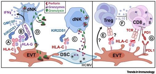 Trends in Immunology tweet media