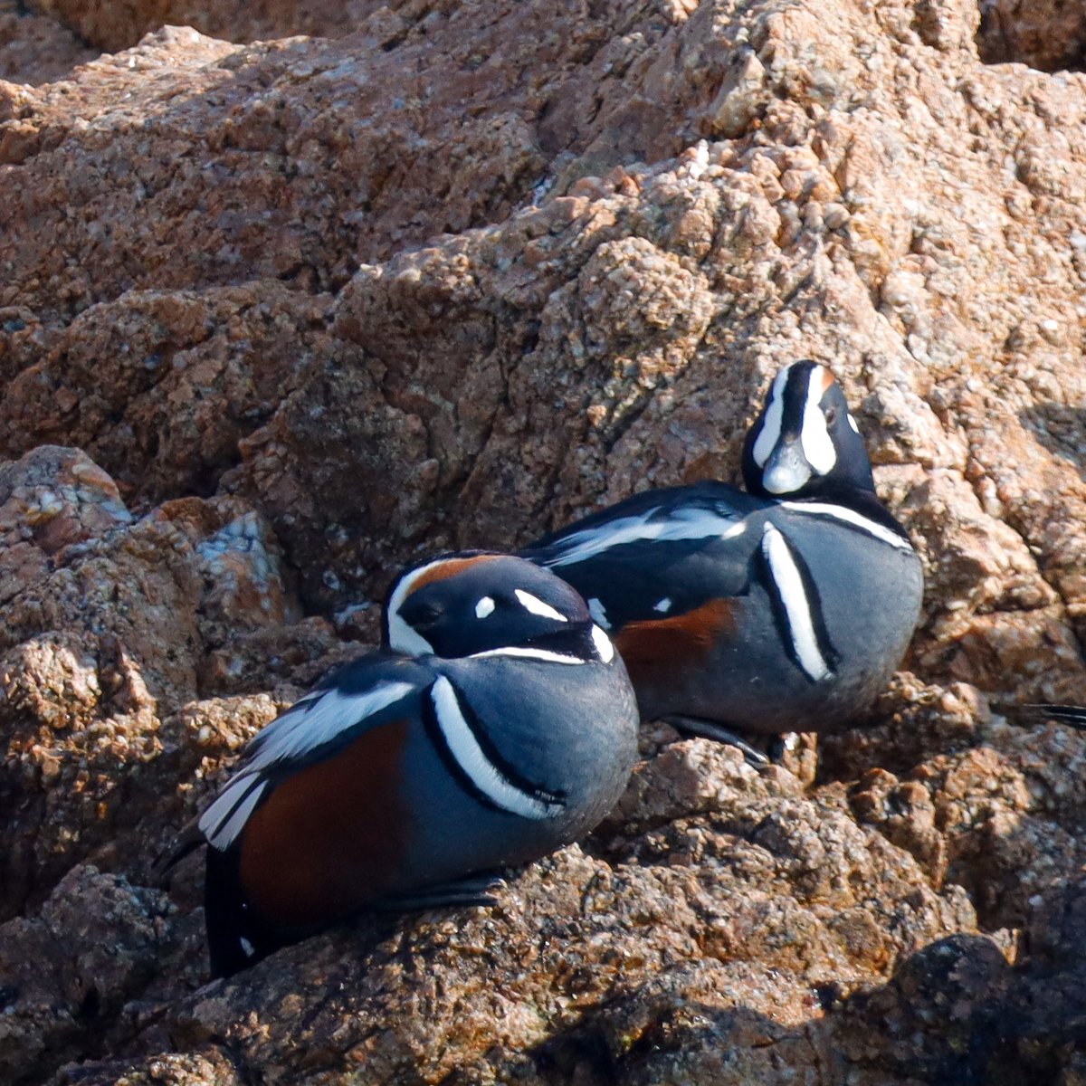 Nessa 넷사 tweet media