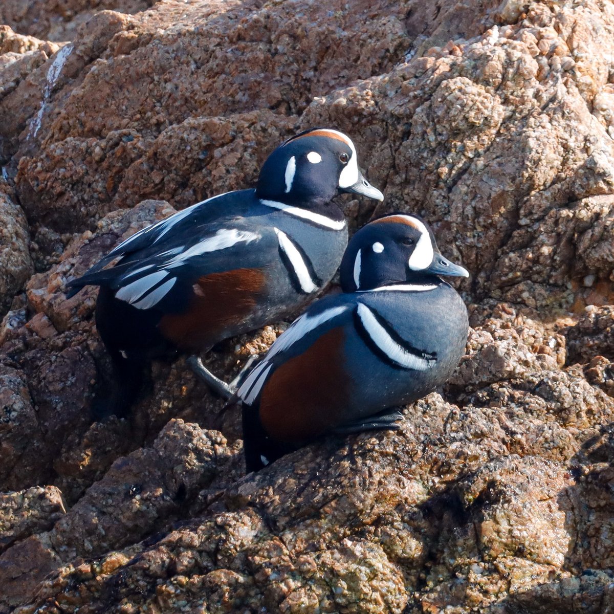 Nessa 넷사 tweet media