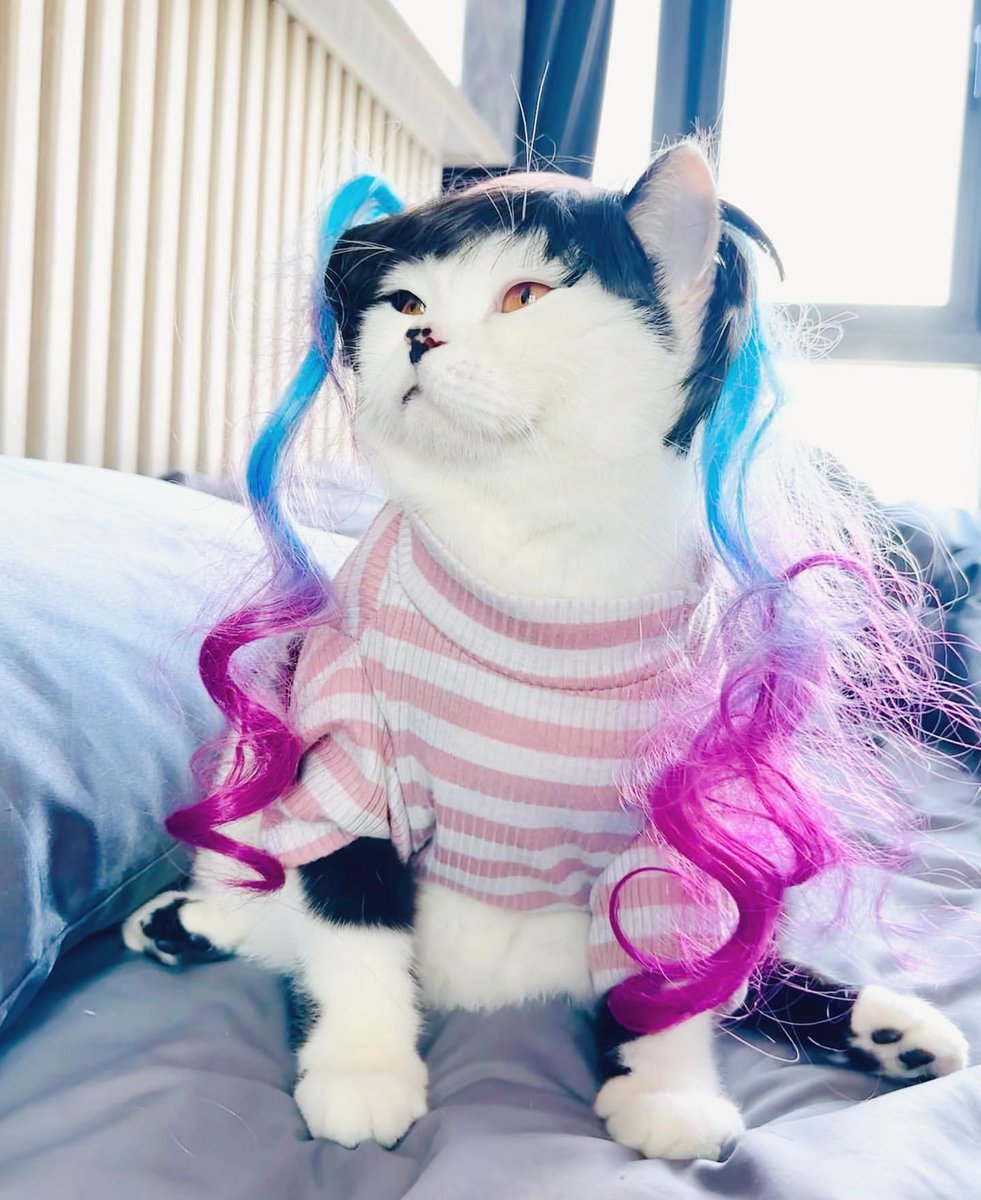 夜猫VPN tweet media