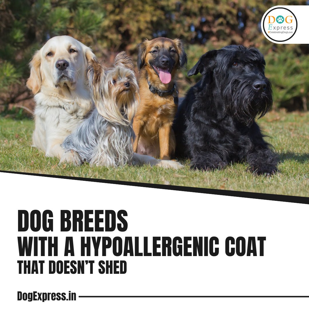 Dog_express's tweet image. Dog Breeds with A Hypoallergenic Coat That Doesn’t Shed👇

dogexpress.in/are-bernedoodl…

#Dogexpress #Doglovers #Dogowners #lovemydog #doglove #doglife #Bernedoodle #HypoallergenicDogs #HypoallergenicBernedoodle #LowSheddingDog #PoodleMix #DogAllergies #AllergyFriendlyDogs #DoodleDogs