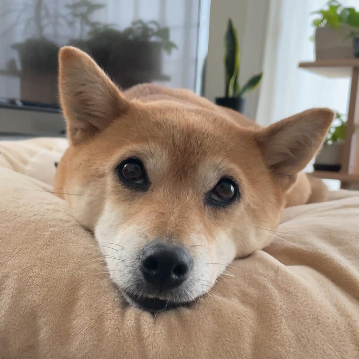 狗急VPN加速器 tweet media