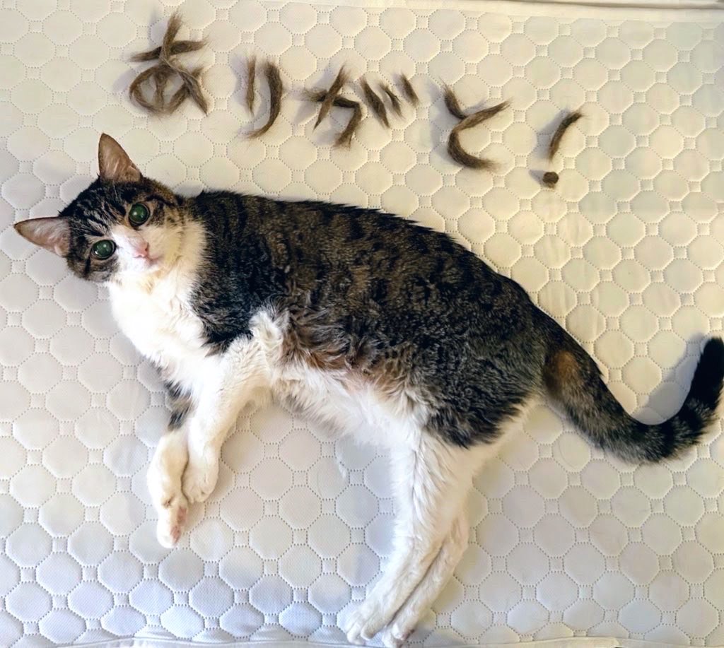 光 (@7______31) on X