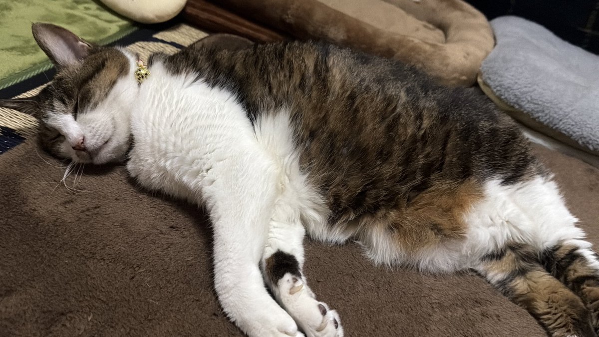 たけし先生(シニア猫チビチビの飼い主) tweet media