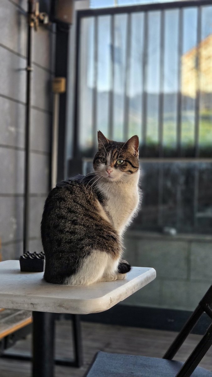 alpertungaozank's tweet image. #cat  #turkishcat