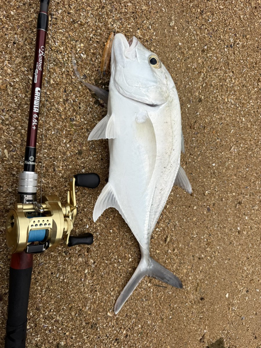 tomaikey's tweet image. 朝イチでメッキ✨
チヌ狙ってたんですけどコッチの方が活性高かったみたいです😅

タックル
【ロッド】
fishman
BeamsCRAWLA6.6L+
【リール】
shimanofishing
カルカッタコンクエスト100
【ルアー】
blueblue
ブローウィン60s
【ライン】
PE0.8号
ナイロン4号

#fishman
#宮古島
#釣り
#ベイトリール