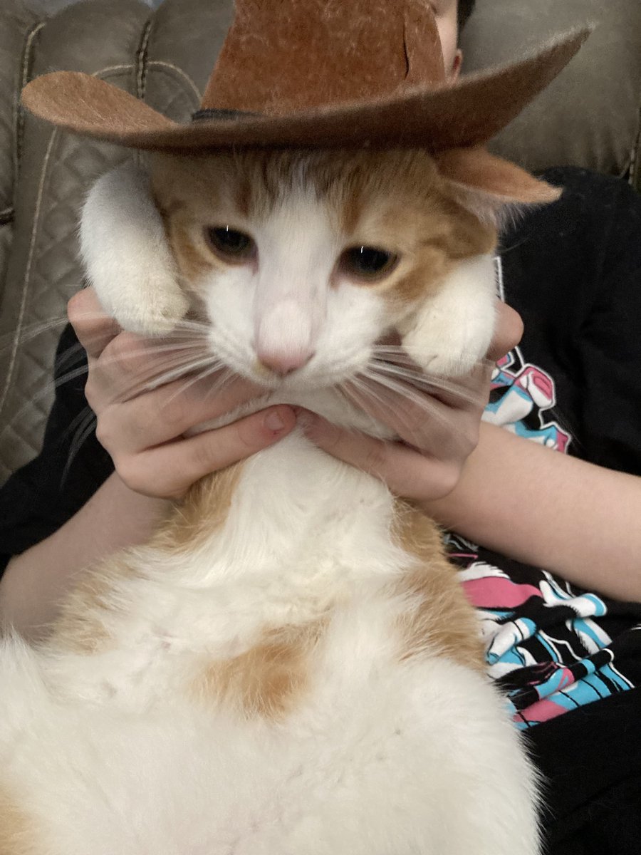 Mapelle_Cakes's tweet photo. @bispau Kwazii! My sweetest boy. He would be specifically a ranged cleric in my mind, or a hunter maybe- just bc he’s so cute in a cowboy hat. https://t.co/klLmI1d603