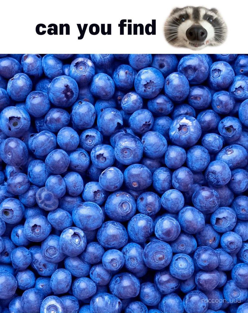 raccoon with confusing auras tweet media