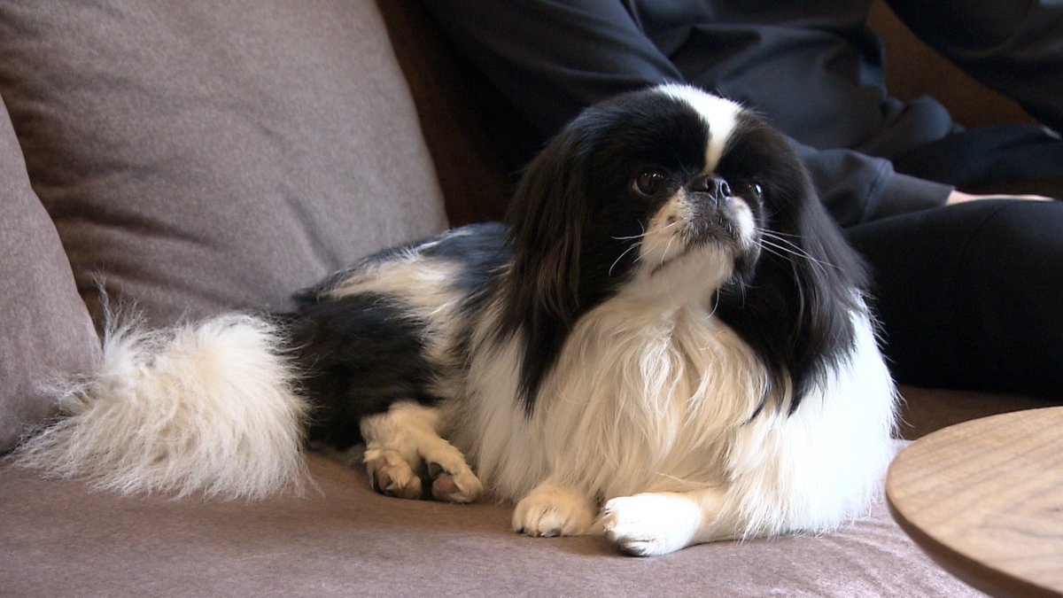 きょうのわんこ に登場してくれたのは「オレオ」でした🐶ご主人達の