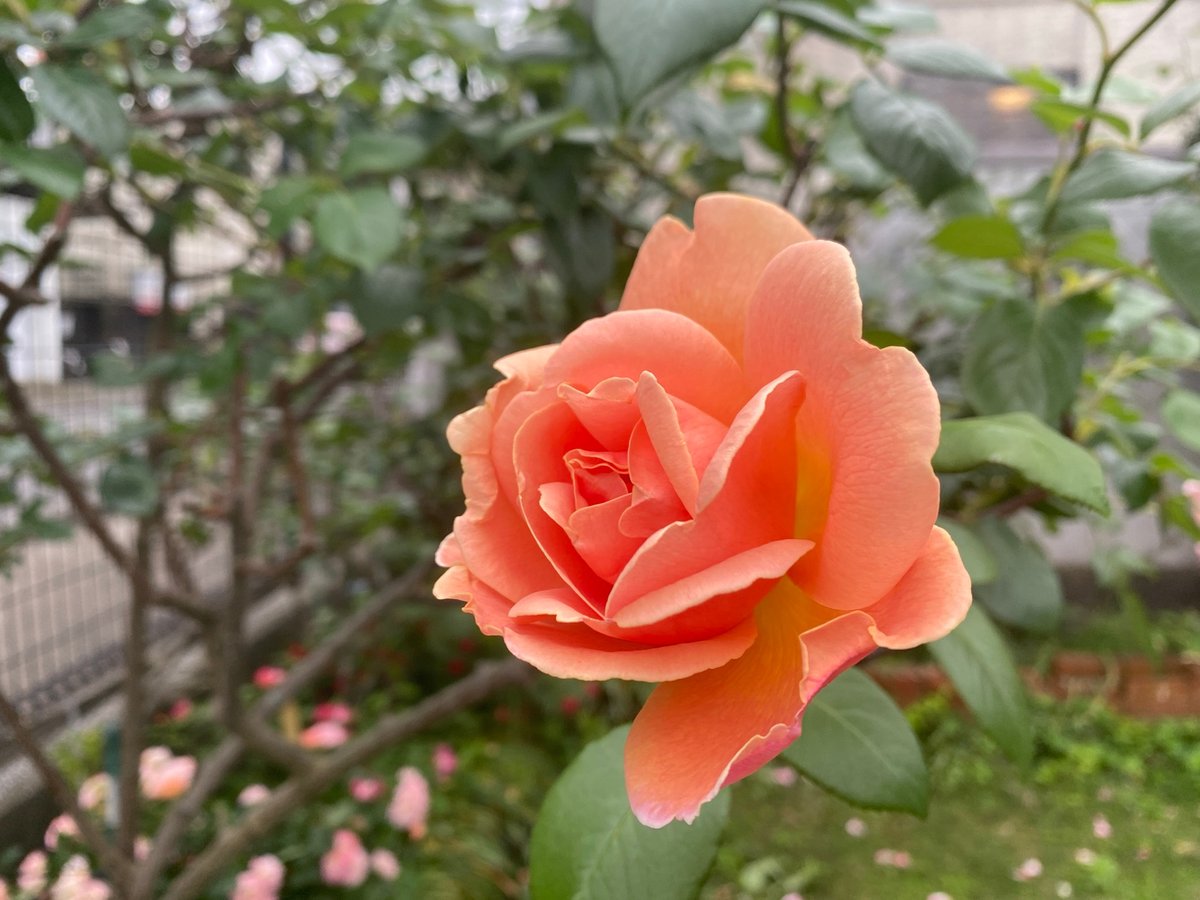 D51_777's tweet photo. #好きな花の名前を挙げてTLをお花畑にする 

ばら・バラ・薔薇

ロイヤル･サンセット（Dennison H,Morey）
ピエール・ドゥ・ロンサール（メイアン）
ボニカ'82（メイアン）
湊 凪子（筋肉豪農娘）

#バラ #花 #うちの子 #ふともも https://t.co/IPukxITYUI