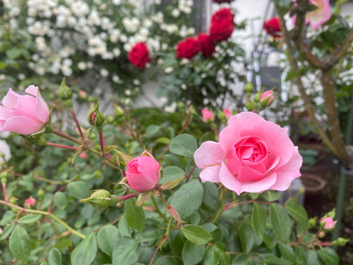 D51_777's tweet photo. #好きな花の名前を挙げてTLをお花畑にする 

ばら・バラ・薔薇

ロイヤル･サンセット（Dennison H,Morey）
ピエール・ドゥ・ロンサール（メイアン）
ボニカ'82（メイアン）
湊 凪子（筋肉豪農娘）

#バラ #花 #うちの子 #ふともも https://t.co/IPukxITYUI