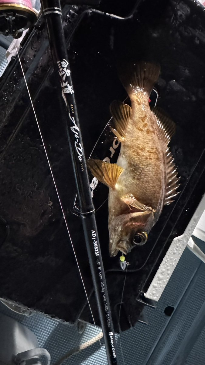 青物ﾊﾝﾀｰ:Junna🦈 tweet media