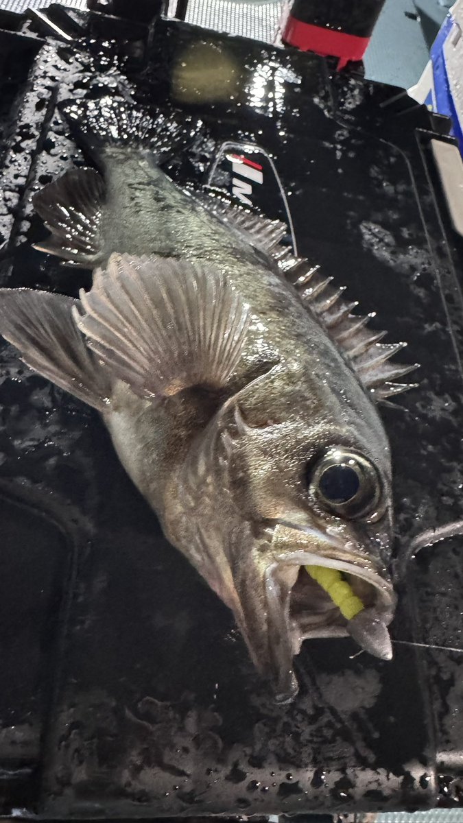 青物ﾊﾝﾀｰ:Junna🦈 tweet media