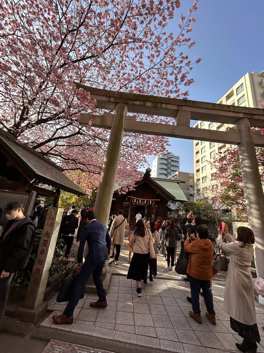 蔵前神社まで行って来ました❤️ミモザと河津桜のコントラストが綺麗で