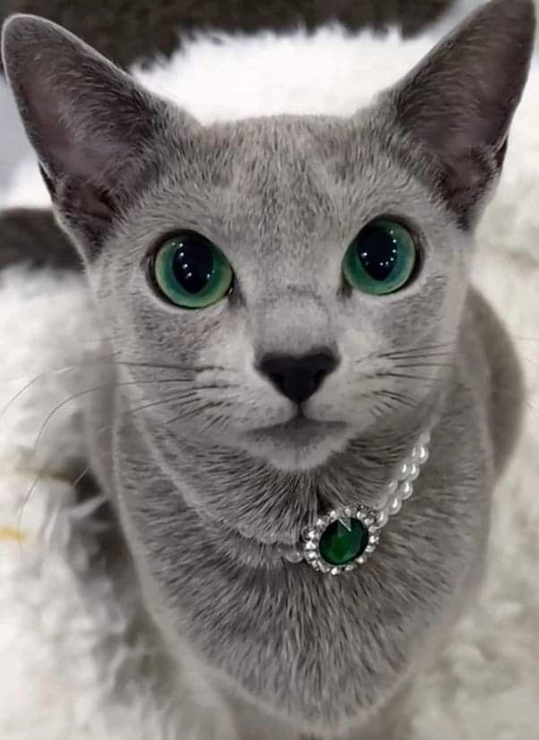 Lyra ◌♡◌ tweet media