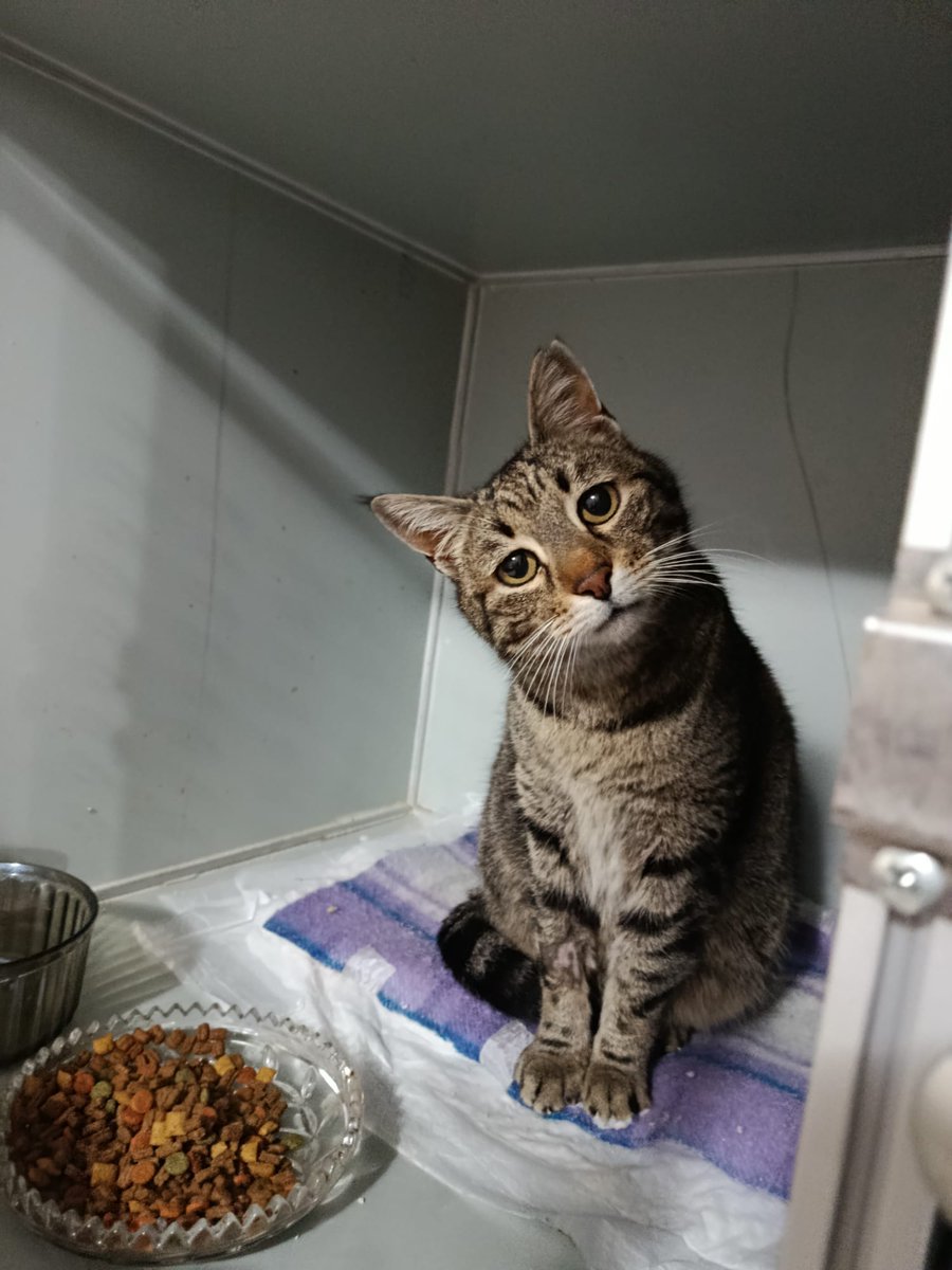 üvercinka tweet media