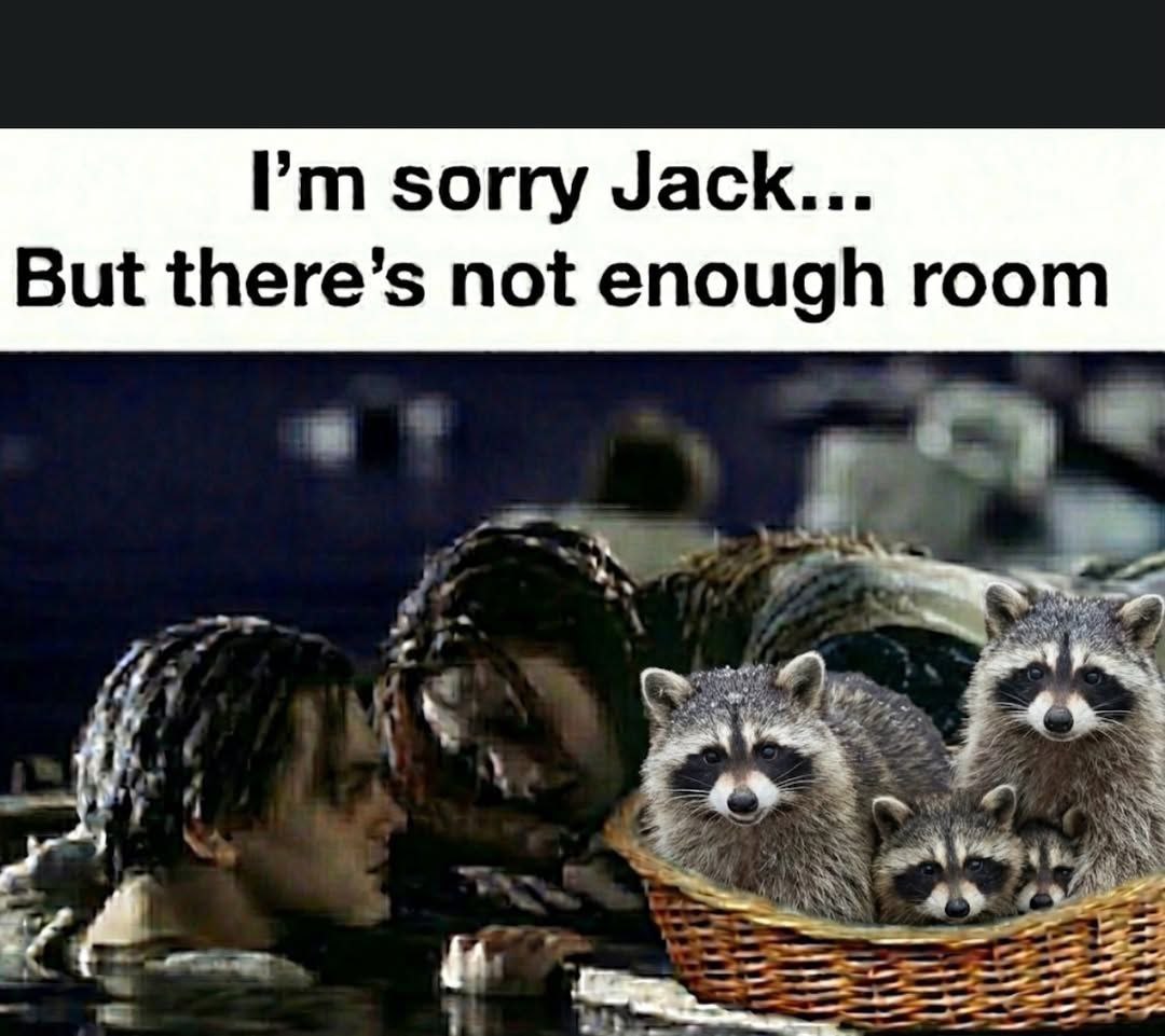 raccoonAuras's tweet photo. https://t.co/fdCXHkrRNB