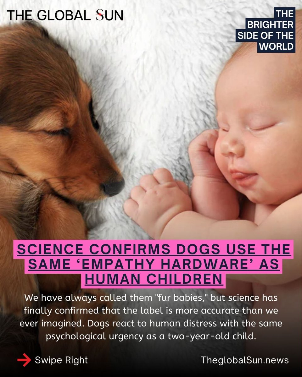 NewsGlobalSun's tweet photo. TODDLERS IN FUR. 🐶🛡️
New 2026 research confirms that dogs mirror the same "rescue" instincts as human toddlers when they see their owners in distress. While cats are happy to observe, your dog is hardwired to be your personal hero. 🩺✨

#Dogs #Science https://t.co/jUvw4wvu3e