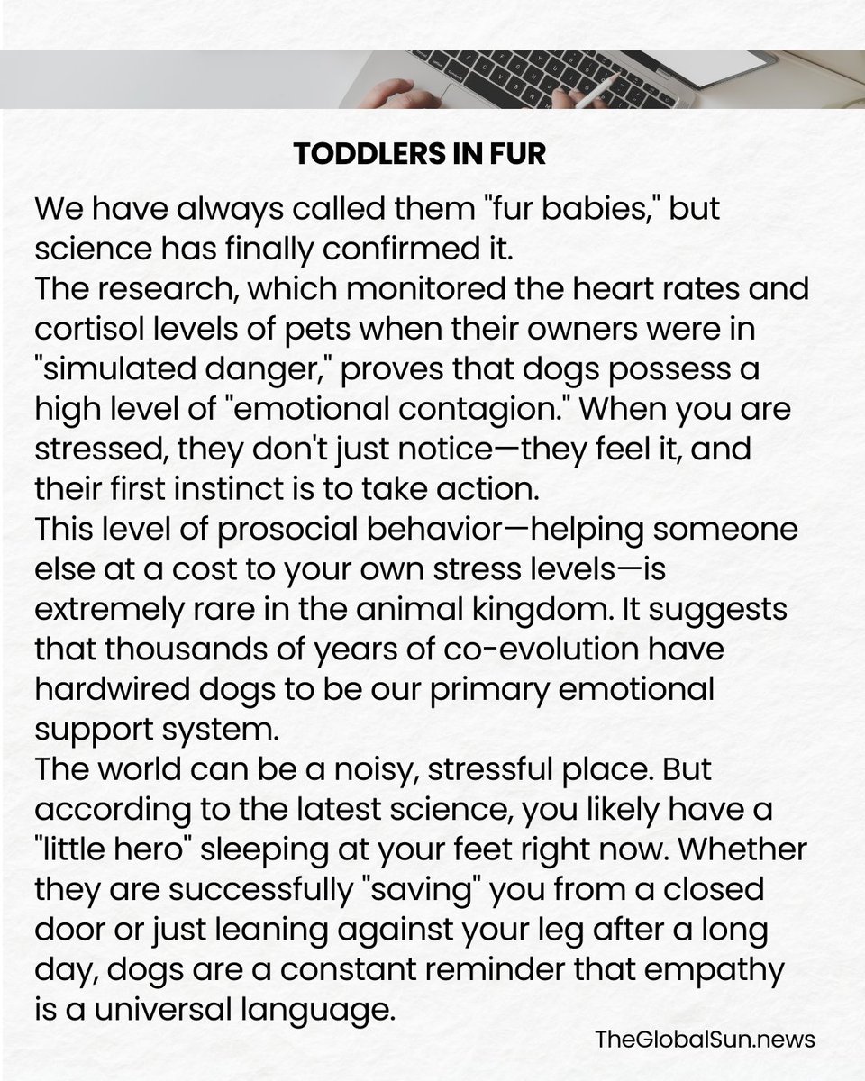 NewsGlobalSun's tweet photo. TODDLERS IN FUR. 🐶🛡️
New 2026 research confirms that dogs mirror the same "rescue" instincts as human toddlers when they see their owners in distress. While cats are happy to observe, your dog is hardwired to be your personal hero. 🩺✨

#Dogs #Science https://t.co/jUvw4wvu3e