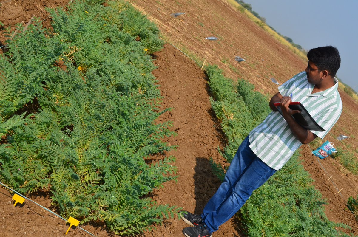 Combined Stresses in Plants_Climate Resilience tweet media