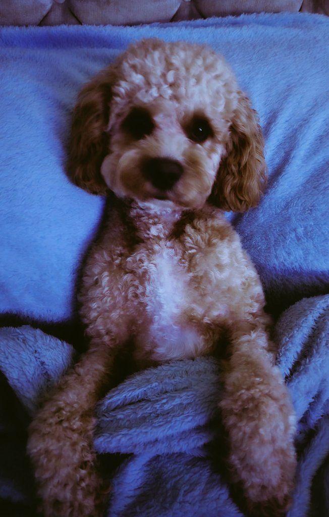 𝐋𝐞𝐞 𝐉𝐚𝐫𝐯𝐢𝐬 tweet media