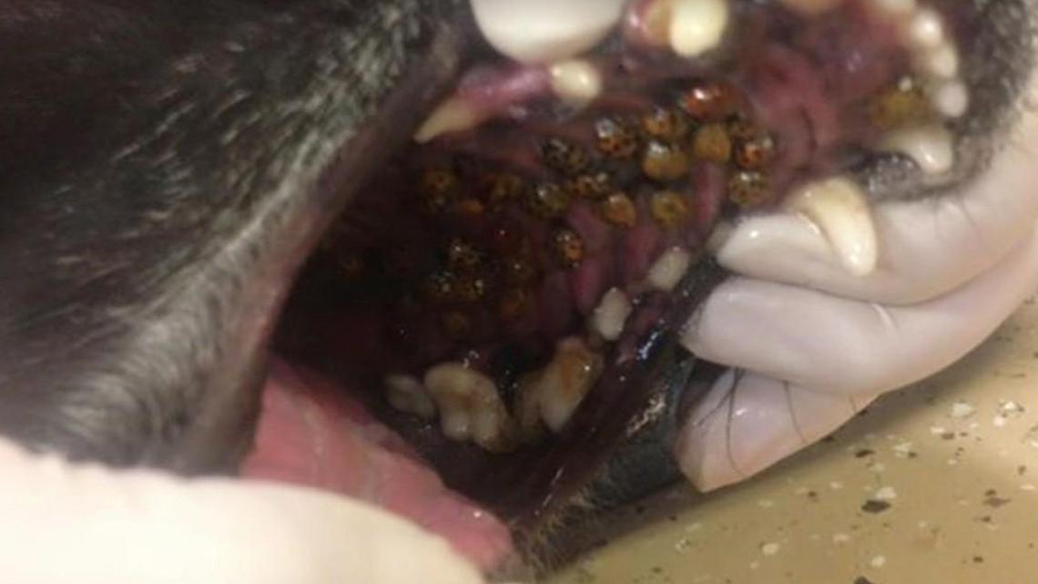 🔥 EmberGlen 🍃 🇮🇪 Vtuber tweet media