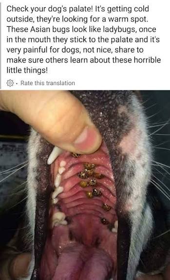 🔥 EmberGlen 🍃 🇮🇪 Vtuber tweet media