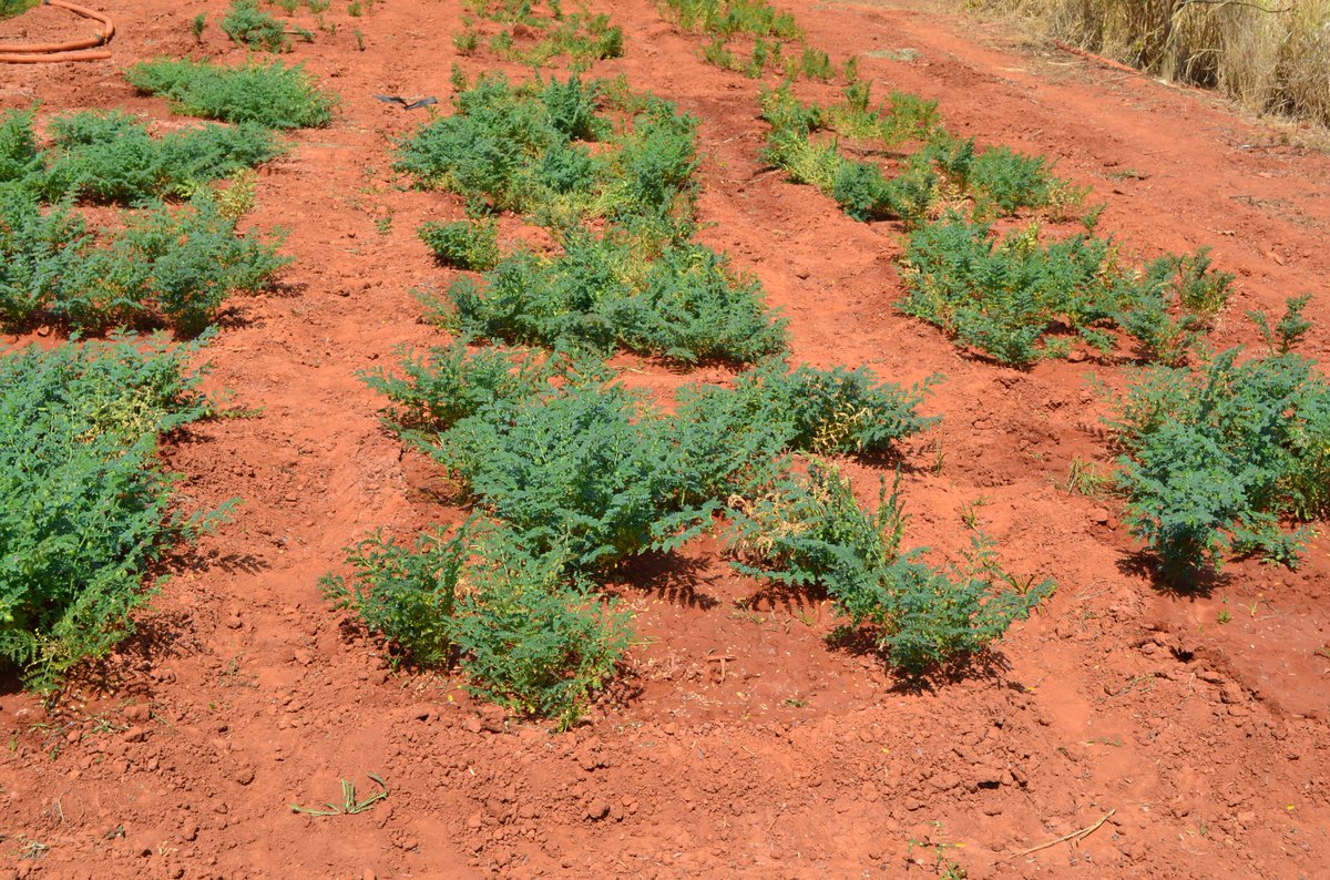 Combined Stresses in Plants_Climate Resilience tweet media