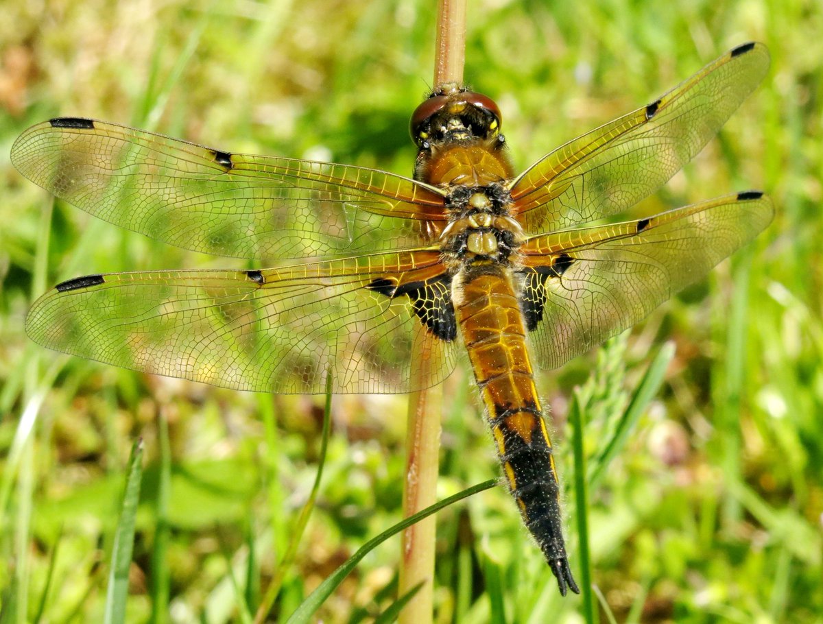 Viervlek bij de Doorbraak in Ypelo. #Libellente #viervlek #ElkeDagEenInsect