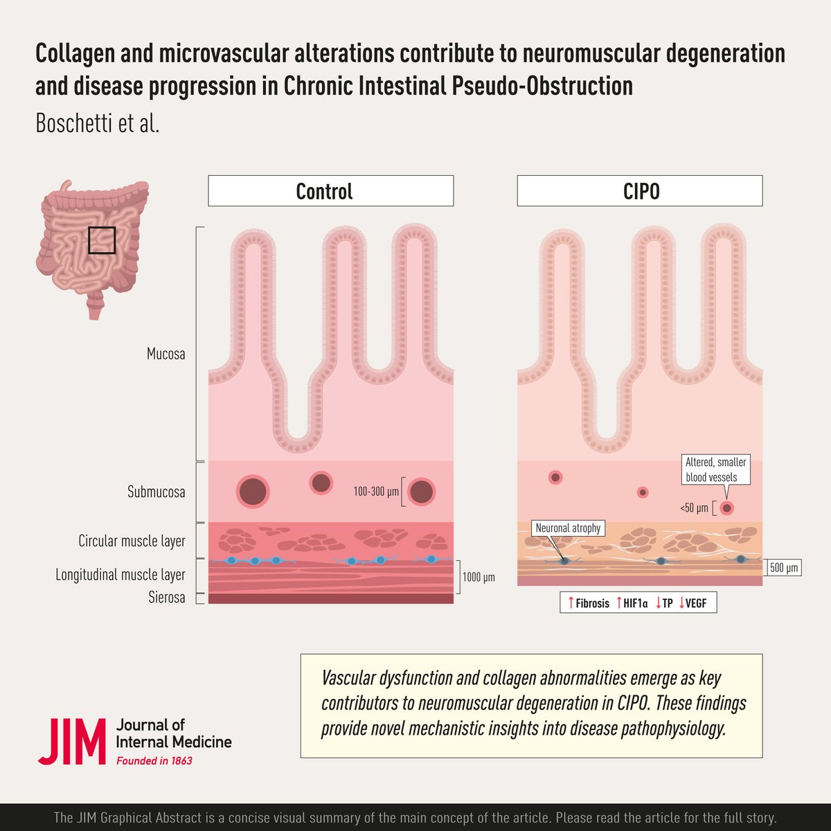 JIM - Journal of Internal Medicine tweet media