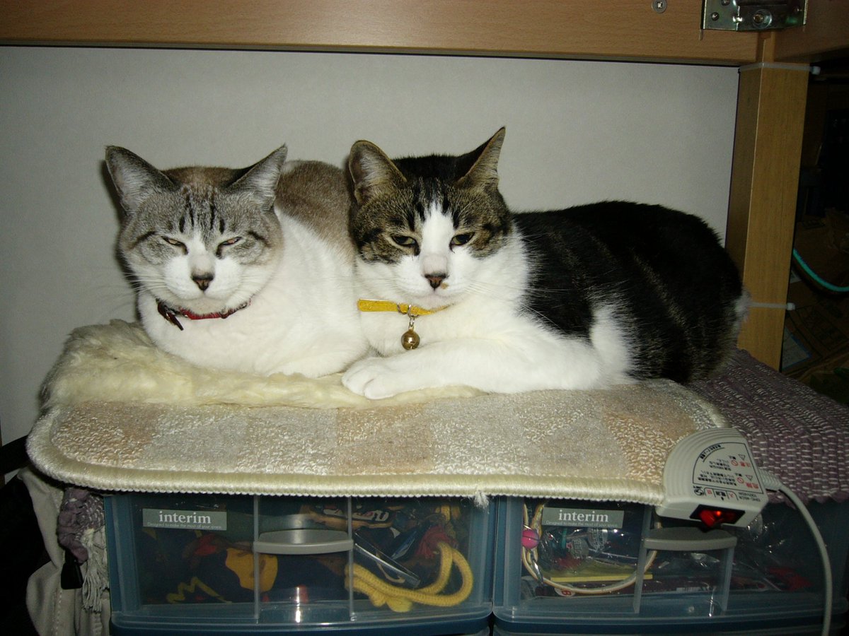 22年前の今日のねこさま（みい&むぎ）