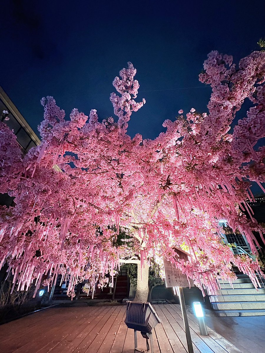 東京都世田谷区の桜新町にある 桜神宮へ河津桜を見に来ました🌸 夜桜の