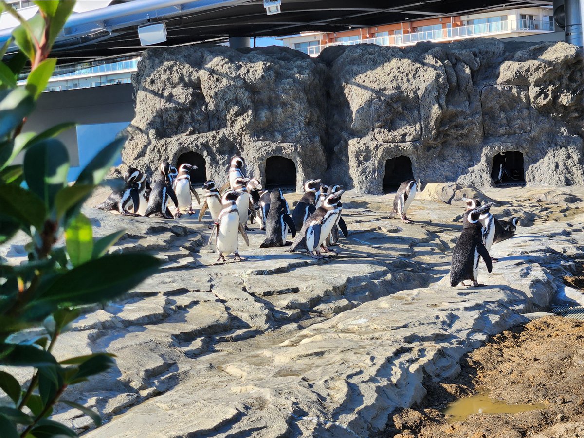 あっくんあっくん(akkunn_akkunn) (@akkunn_akkunn) / Posts / X