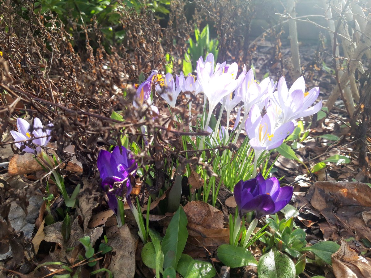 AndreaStahmer's tweet photo. @SadhguruJV 🌸❤️🙏🥰
#SadhguruQuotes #BeginFromWithin #Flowers https://t.co/Ql9wheCpKT