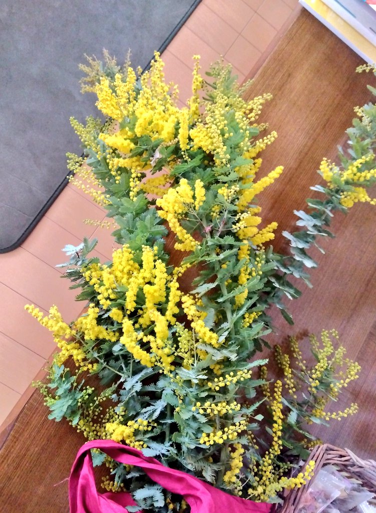 ミモザの木を剪定してるおばちゃんがいて、少し手伝ったら4本くらい