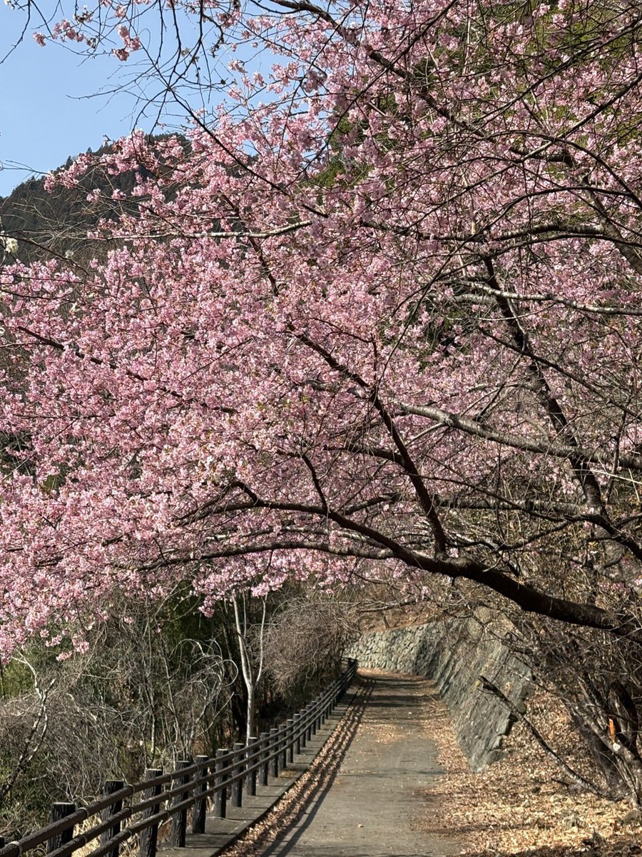 城峯公園で春の花が咲き始めました💁🏻‍♂️ 河津桜、梅の花、福寿草が