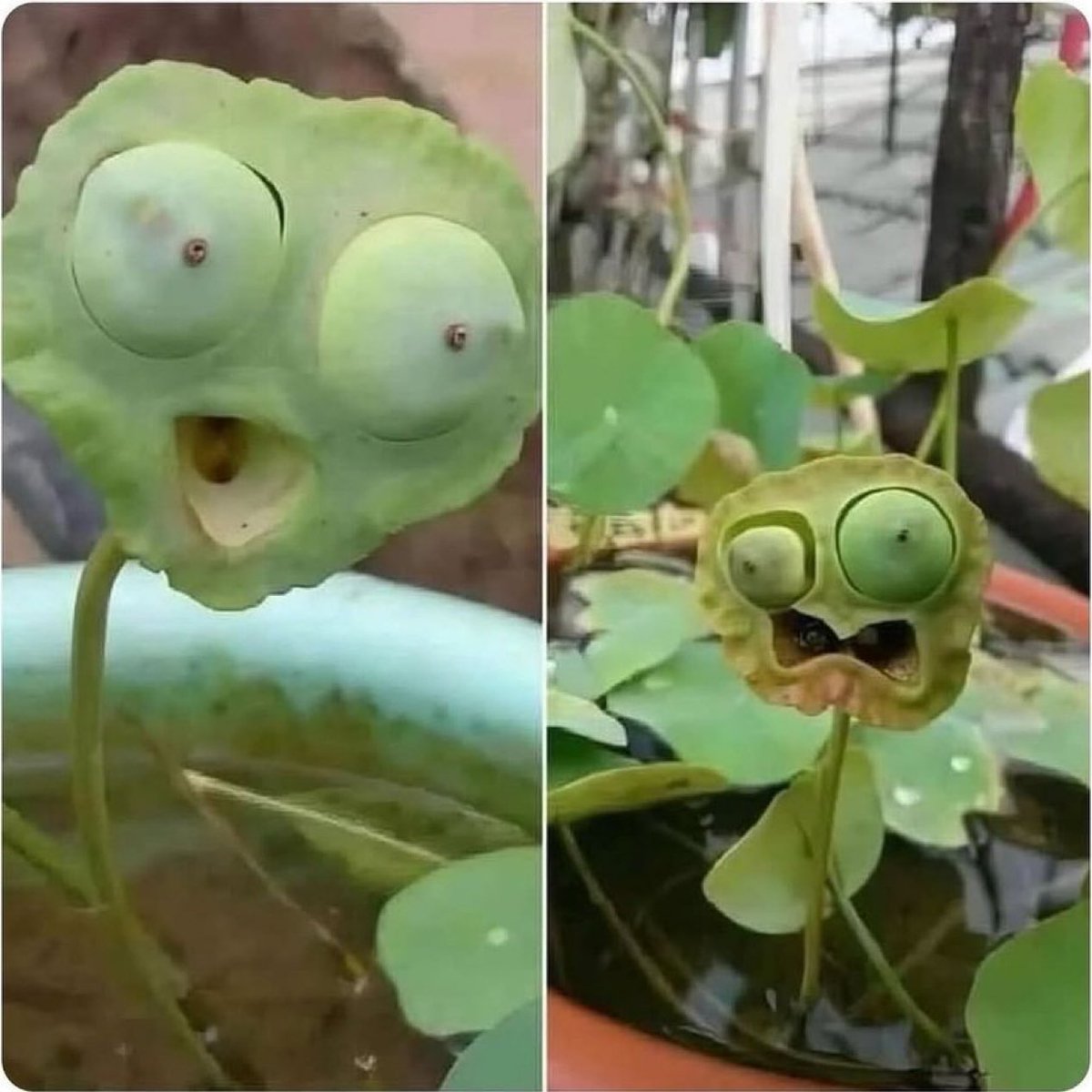 Lotus seed pods have expressions