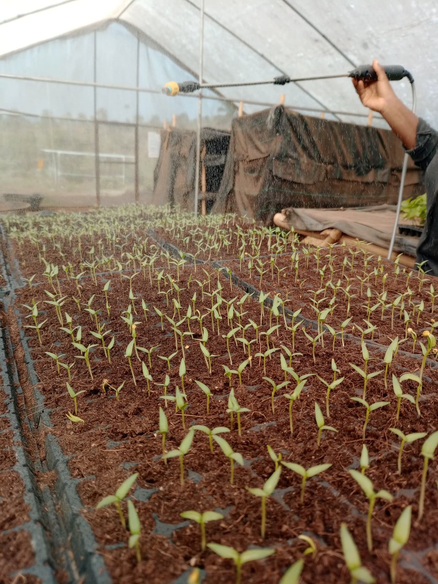 Db_areo's tweet photo. My name is Dorcas.

A Graduate Agronomist and a Nursery Manager,

I am passionate about plant growth and  crop development

I am Committed to promoting healthy food production
I am Open to collaborations, internships, research opportunities, and community development projects. https://t.co/srNjNEus44