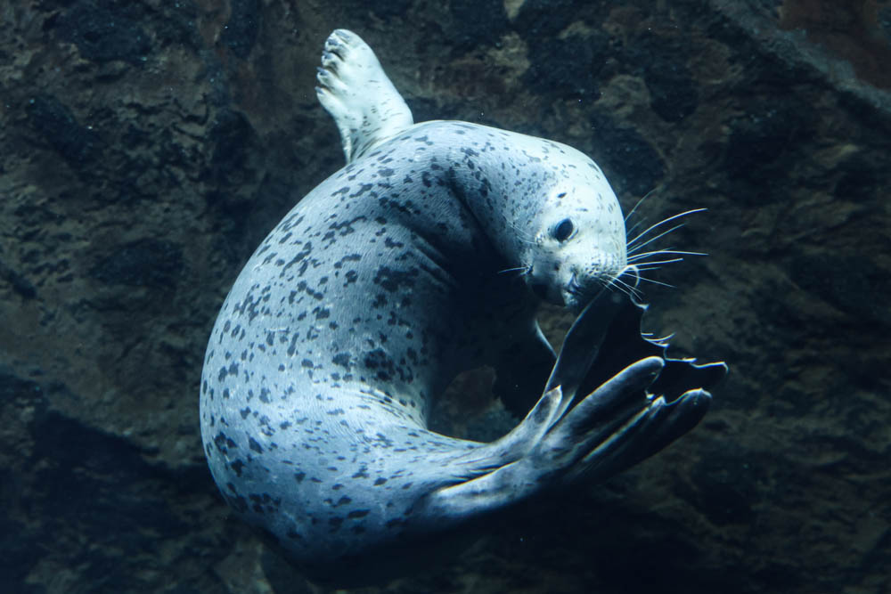 くるっと回って、はい完成✨ ゴマフドーナツできあがり🍩🦭 ひな祭り