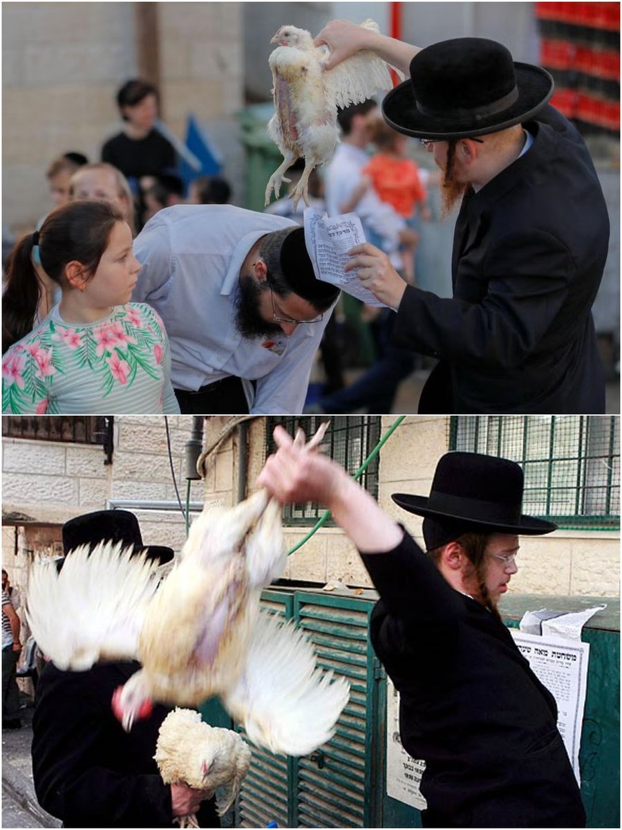 EniorJimenez's tweet photo. Una religión que aún practica el sacrificio de animales es una religión bárbara.
Una religión que llama "Amalec" a quienes los critican y, por lo tanto, llama por el extermino de sus linajes enteros, desde abuelos a nietos, es una religión genocida.
Una religión que se basa en la elección racial de un grupo sobre el resto del mundo es una religión racista.
Una religión que llama a Jesucristo un falso mesías que está en el infierno entre heces hirvientes es la religión del anticristo. 

Hoy comienza la festividad judía de Purim, y judíos en todo el mundo celebrarán el relato de cuando los judíos mataron a 75.000 personas en todo el Imperio Persa (Iraní): desde hombres, mujeres, a niños. 

Una religión que idealiza tales cosas está destinada a llevarlas a cabo cuando ostenta el poder político: precisamente lo que vemos hoy en Gaza, Cisjordania, el Líbano y el resto de Oriente Medio. El estado sionista de Israel no es más que la encarnación de estos valores francamente, satánicos.