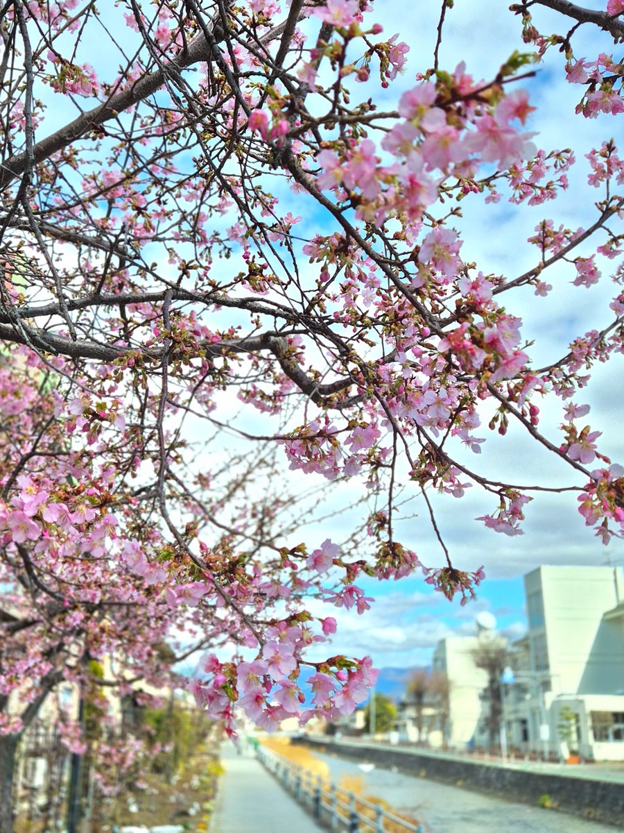 Good morning ここ数日はポカポカ陽気。 事務所近くの河津桜も綺麗に
