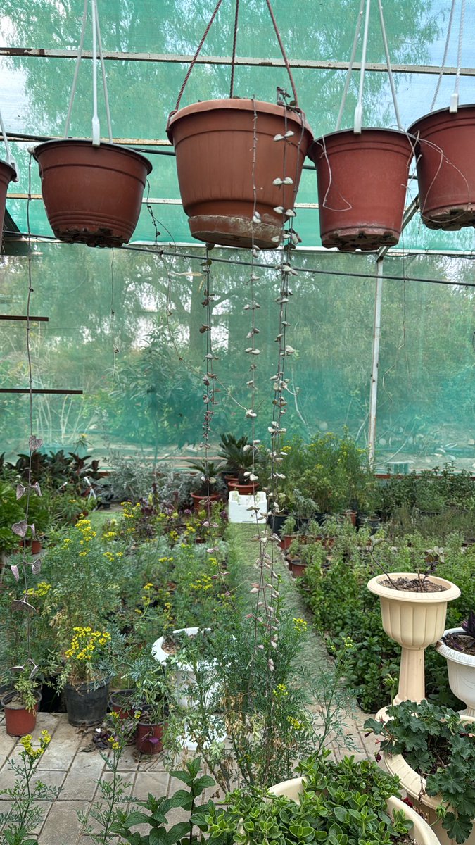 لانـا tweet media