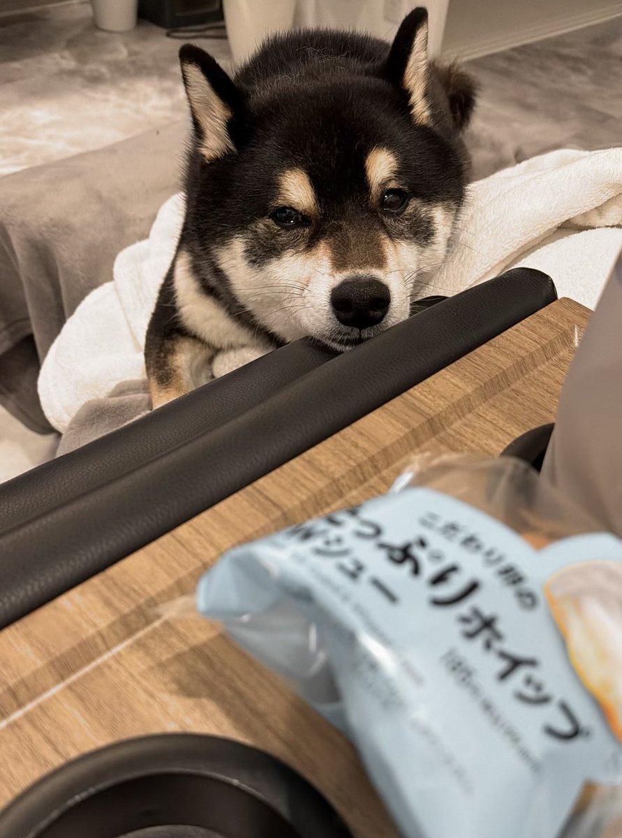 柴犬 大吉 tweet media