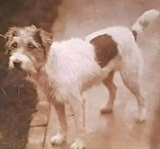 Histoire vraie. 
Ce chien s'appelait Gunner. Mon oncle l'avait ramené de la Seconde Guerre mondiale. Il avait été élevé et dormait sous le canon anti-aérien de mon oncle. L'équipe du canon partageait ses rations pour le nourrir. Quand il a eu 18 mois, mon oncle disait qu'il se