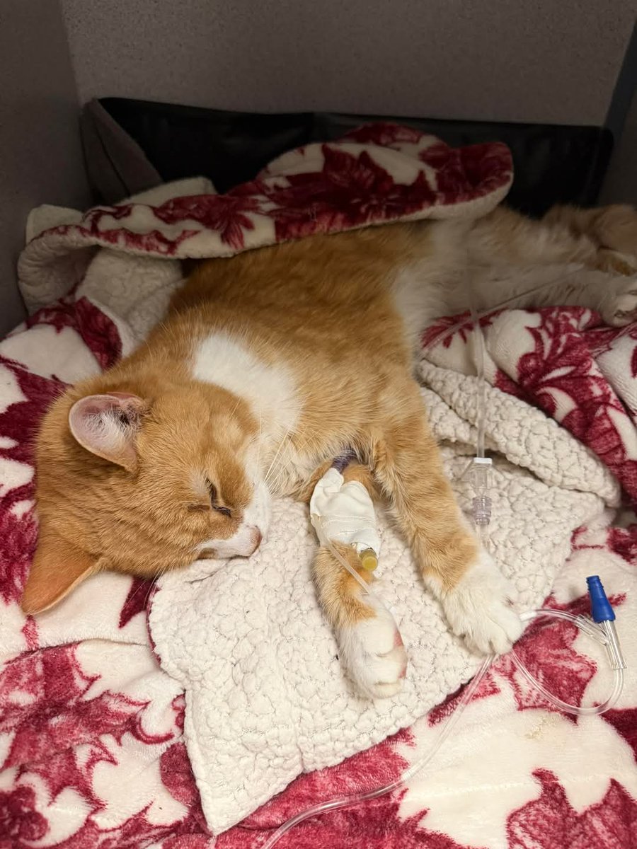 saniyafatma1278's tweet photo. My baby girl died in my arms at late at night. She had kidney failure &amp; I feel so guilty for not figuring that out sooner. She was my fist baby. I love her so much https://t.co/J7WaVWrd7d