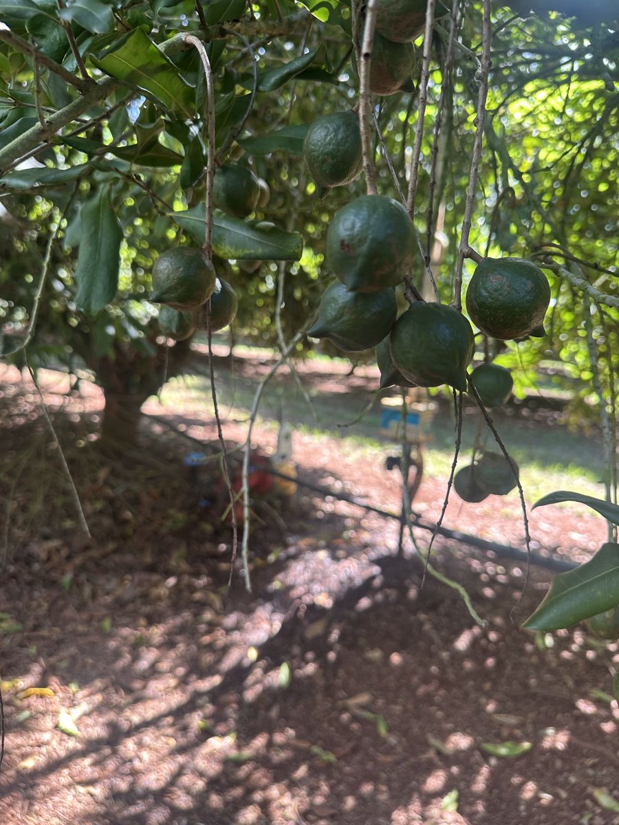 Phytech - Plant Based Farming tweet media