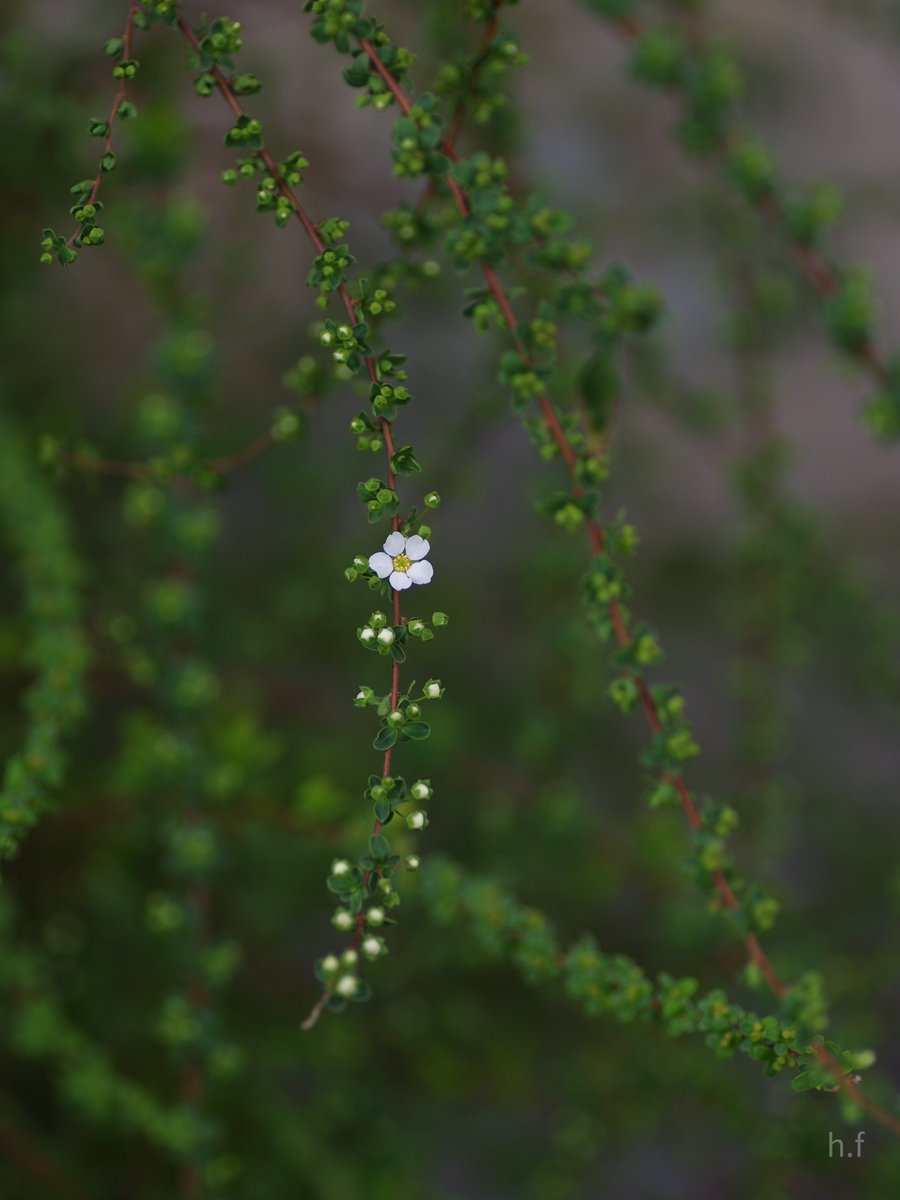 Hiroshi Furukawa (@junglelandland) on Twitter photo 